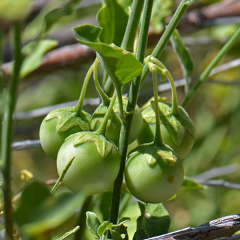 Purple Nightshade has fruits (berries) that are poisonous to humans and livestock. Solanum xanti 